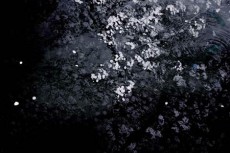 norepeat-flower014_3