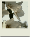 polaroid-flower002