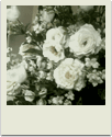 polaroid-flower003