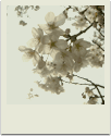 polaroid-flower004