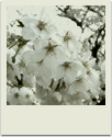 polaroid-flower005