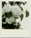 polaroid-flower006