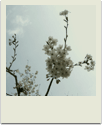 polaroid-flower007