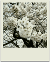 polaroid-flower008