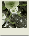 polaroid-flower012