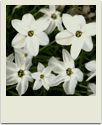 polaroid-flower013