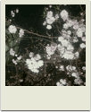 polaroid-flower016