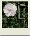 polaroid-flower025