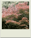 polaroid-flower029