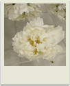 polaroid-flower033