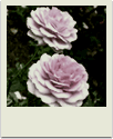 polaroid-flower036