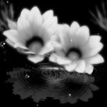 水に映る花（4パターン）