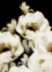白い花（4パターン）