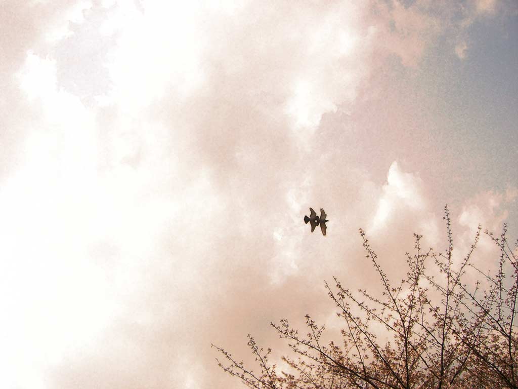 空と木と鳥の写真素材