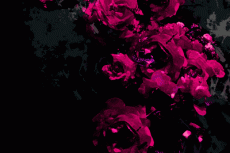 norepeat-flower039