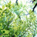 仰ぎ見る木の葉　差分：晴れ／霧／夕方
