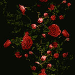 無数の小薔薇（6パターン）