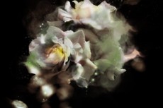 norepeat-flower063_8