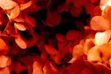 赤い紫陽花（アジサイ）