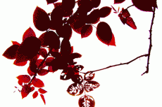 紅葉する葉の写真素材