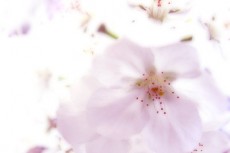 薄く色づく桜