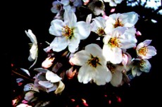 桜の写真素材