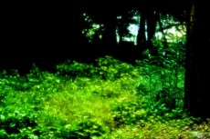 森の写真素材