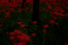 群生する赤い彼岸花