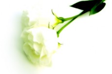 白薔薇の写真素材