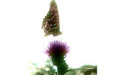 花と蝶の写真素材