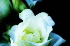 白い薔薇の写真素材