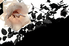 淡い薔薇の花（2パターン）