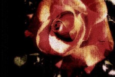 薔薇の写真素材
