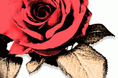薔薇の写真素材（4パターン）