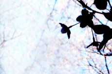 桜のシルエットと青い空（2パターン）