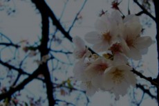 一房の桜