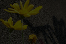 花の写真素材