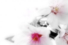桜の写真素材