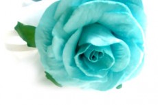 鮮やかな青緑色の薔薇