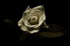 薔薇の写真素材