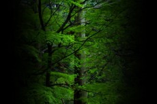 森の写真素材
