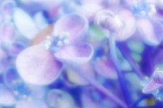 涼しげな紫陽花（アジサイ）