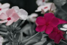 花の写真素材