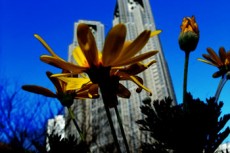 都庁前に咲く黄色い花