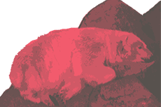 岩場で寝る白熊（透過GIF）