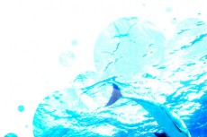 イルカの写真素材