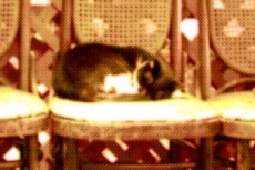 椅子で眠る猫