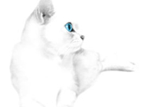 白猫の写真素材（6パターン）