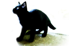 黒い子猫の写真素材