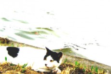 水辺の猫の写真素材